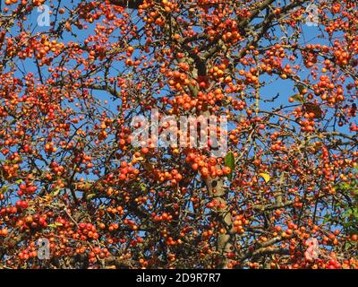 Ornamental apples hanging on an apple tree - edible Stock Photo