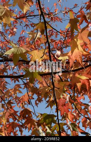Beautiful autumnal colours enhanced by the sunshine and clear blue sky as background Stock Photo