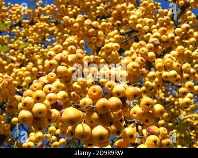 Ornamental golden shining apples hanging on an apple tree - edible Stock Photo