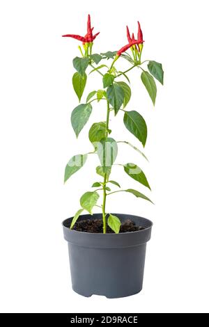 Red hot chilli pepper in flower pot on white background Stock Photo