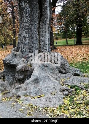 An aged tree in The Forty Hall, Enfield, London. Stock Photo