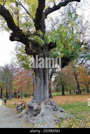 An aged tree in The Forty Hall, Enfield, London. Stock Photo