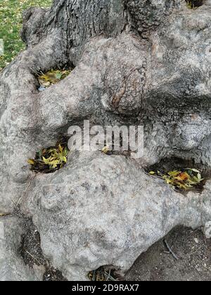 An aged tree in The Forty Hall, Enfield, London. Stock Photo