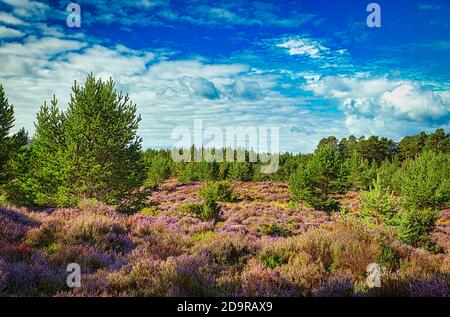 Purple heather in the Abernethy Forest, Nethy Bridge, in the Cairngorms National Park, Scotland. Stock Photo