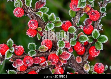 Frosted red berries Stock Photo