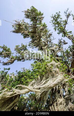 Louisiana Lake Pontchartrain Northshore,Mandeville Lakeshore Drive,Spanish moss live oak tree looking up, Stock Photo