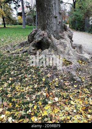 An aged tree in The Forty Hall, Enfield, London. Stock Photo