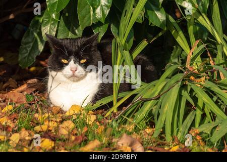 A black and white cat rests in a garden shrubbery waiting for a chance to attack garden birds. Stock Photo