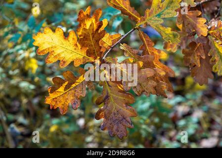 Golden oak leaves in the autumn sunshine. Stock Photo