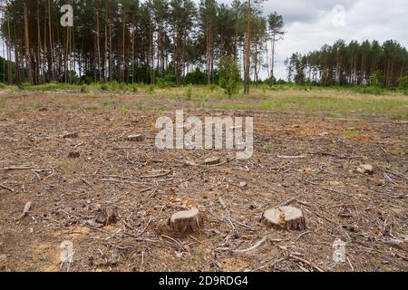 Felled plot in a pine forest. Stock Photo