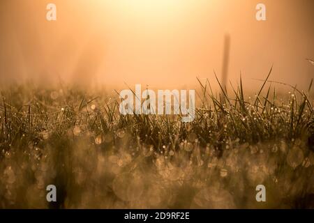 Macro shot of delicate dew drops on silky spider webs. Tiny drops of water illuminated by the morning sun. Stock Photo