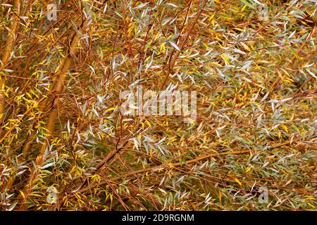 Close up of colourful abstract mass of autumnal leaves in shades of orange, yellow, grey and green Stock Photo