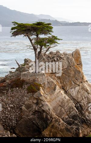 The Lone Cypress along the 17-mile drive, in Pebble Beach, California Stock Photo