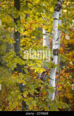 Contrast between white, silver, birch tree and a dark tree trunk surrounded by golden, autumn colored leaves on a misty moring Stock Photo