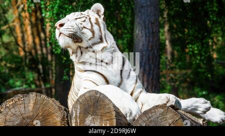 A white tiger lies on logs in the sun and relaxes Stock Photo