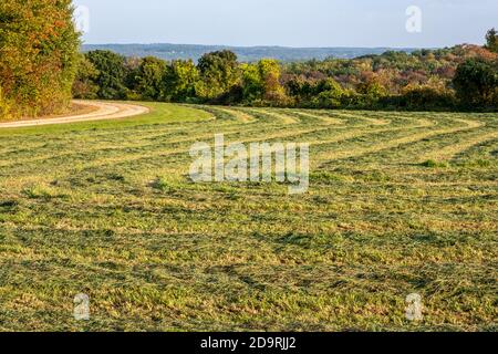 Recently cut hay drying in the field in the early fall Stock Photo