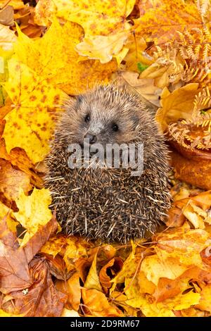 Hedgehog (Scientific name: Erinaceus Europaeus)  Portrait of a wild, European hedgehog in Autumn.  Curled into a ball and facing forward. Vertical Stock Photo