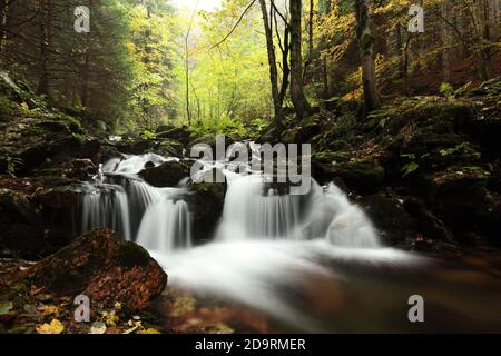 Forest stream flowing down from the mountains Stock Photo
