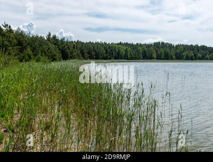 Short green grass, dune sand and pebbles, traditional summer landscape, Harilaid Nature Reserve, Estonia, Baltic Sea Stock Photo