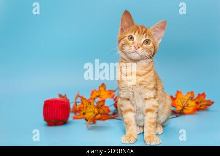 Small red kitten and autumn leaves on a blue background Stock Photo