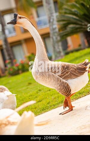 Anser cygnoides Also called the Capitol Goose in a garden Stock Photo