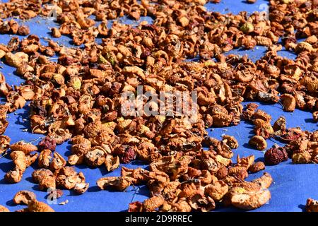 Dried apples under open sun on a blue sheet. Traditional way of dehyrating apples for preservation. Stock Photo