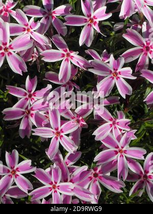 Many small pink flowers. Rich alpine flora close-up. Amazing bright pink flowers of blooming on green background. Stock Photo