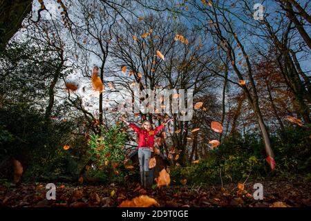Preston, Lancashire, UK. 7th Nov, 2020. Playing with the last fall of beech leaves in a garden near Preston, Lancashire. UK Credit: John Eveson/Alamy Live News Stock Photo
