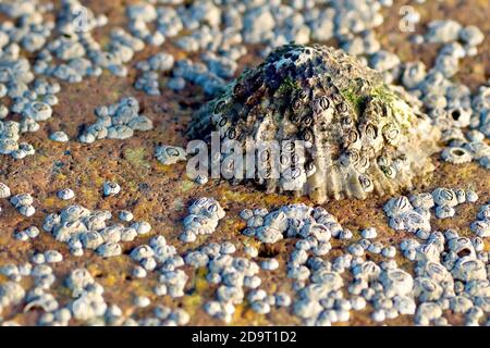 Close up of a barnacle encrusted limpet (patella) attached to a reddish rock surrounded by other barnacles. Stock Photo