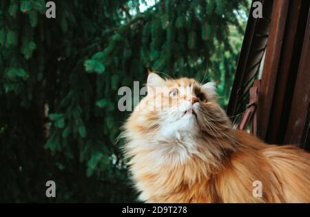 White and yellow cat looking up Stock Photo