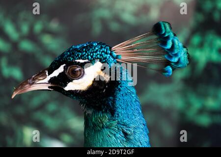 peacock in jurong bird park Stock Photo