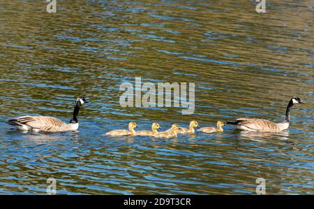 Family of Canada Geese. Two adults and five baby goslings swimming in water, the adults keeping close watch. Focus is on the babies. Room for text. Stock Photo