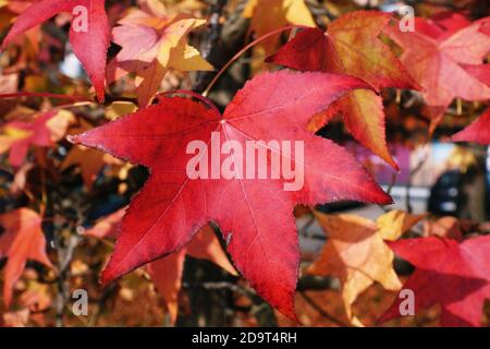 Autumn foliage: five-pointed red leaves on the tree Stock Photo