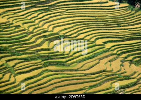 Aerial View Of Yuanyang Rice Terraces Filled With Water In Yunnan 