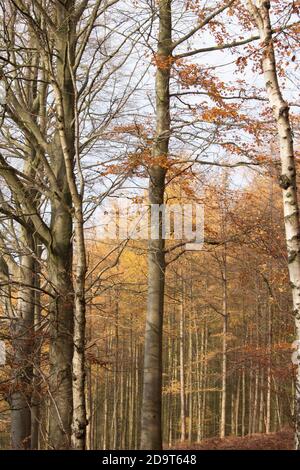 Woodland scene with silver birch and pine trees on Marquis Drive, Cannock Chase, Staffordshire which is an area of outstanding natural beauty, England Stock Photo