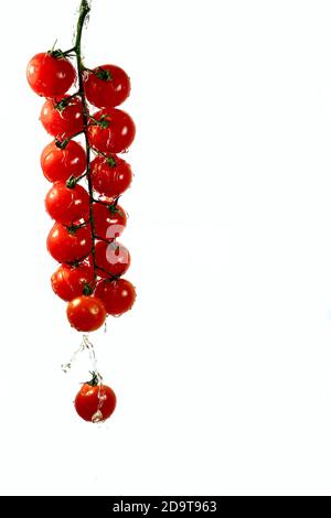 A branch of cherry tomatoes, in a splash of water hanging from above on the left, isolated on a white background. Stock Photo
