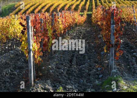 rows colored grapevines during the autumn season in the Chianti Classico area near Greve in Chianti (Florence), Tuscany. Italy. Stock Photo