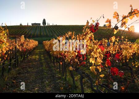splendid yellow and red vineyards at the last light of sunset in Tuscany in the Chianti Classico area. Autumn season, Italy