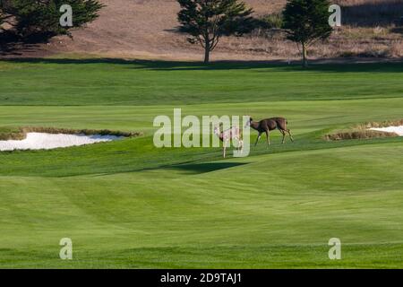 Deer on the golf course, in Pebble Beach, California Stock Photo