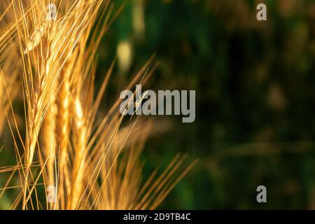Pampas grass outdoor. Sunny wheat wallpaper in Stock Photo