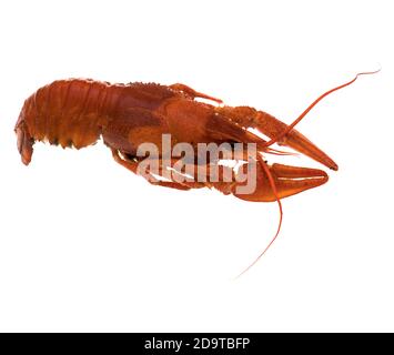 Crayfish, red, on a white background in isolation Stock Photo