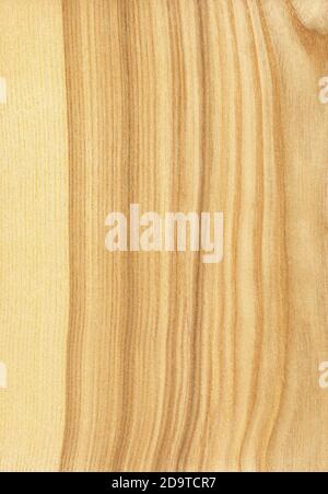Natural wooden texture background. Ash wood. Stock Photo