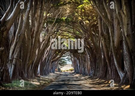 This Way - A tunnel of cypress trees points the way. Point Reyes National Seashore, California, USA Stock Photo