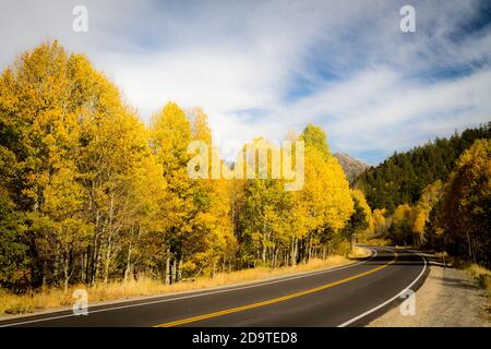 Golden Corralled - The Carson Pass Highway encircles an aspen grove in autumn gold. Picketts Junction, California, USA Stock Photo