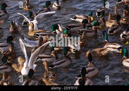 Winter feeding frenzy with ducks and small gulls. Ducks and little gulls eating in winter on river. Wild birds in cold winter on cold freezing water s Stock Photo