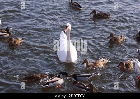White swan surrounded by ducks on lake surface. Wild birds in cold winter on cold freezing water surface. Stock Photo