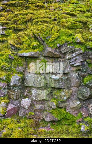 Old mossy wall stones close up view Stock Photo