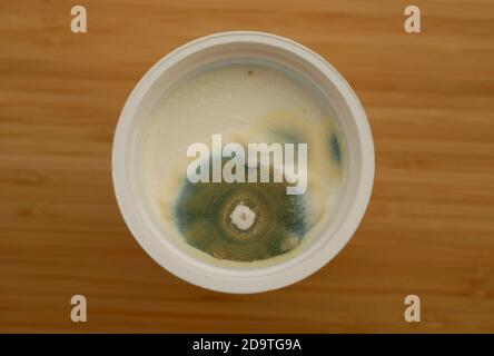 Mold Cup Yogurt Growth East Disgusting Mould Mildew Green Detail. Food  Product Dairy Product Cream Expired Warranty Stock Image - Image of green,  eating: 201270533