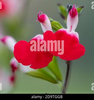 Macro shot of hot lips salvia flowers in bloom Stock Photo