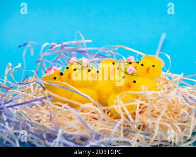 Easter Chicks and Eggs in Nest.concept of the Easter holiday and greeting cards. decorative chickens with Easter eggs Stock Photo